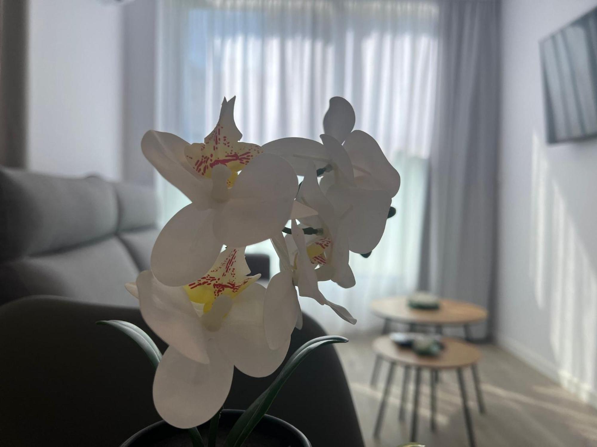 Apartamentos Aurea Pal 8 Y Gran Atenea Esperanto 5 เบนิดอร์ม ภายนอก รูปภาพ
